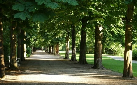 Horse-Chestnut Alley - horse-chestnuts, avenue, trees, alley