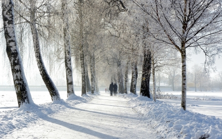 Winter Road - trees, winter, road, snow, birches