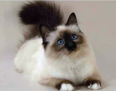 Siamese Cat