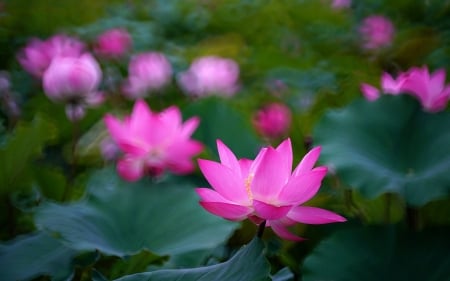 Lotuses - lotus, summer, green, water lily, flower, pink