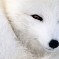 Polar fox