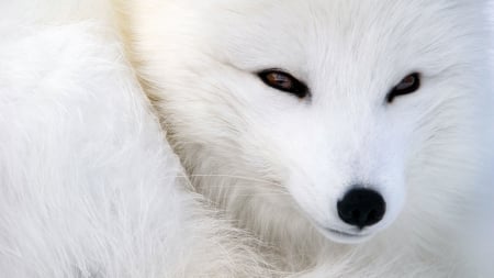 Polar fox - skin, polar fox, fur, eyes, winter, vulpe, black, white, animal