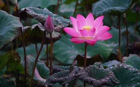 Lotus - lotus, water lily, pink, summer, flower