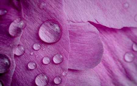 Water drops - skin, petal, macro, pink, water drops, peony, dew, flower