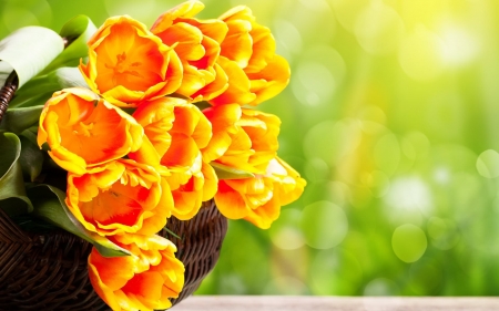 Stunning Tulips - Tulips, Yellow, Flowers, Green