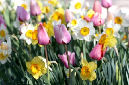 Lovely flowers - Grass, Tulips, Field, Yellow Flowers