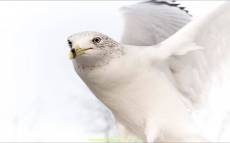 Pure White - Animals, Bird, Wings, White