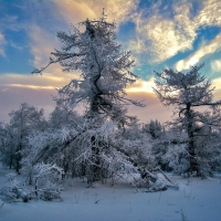 Winter Trees in Soft Light