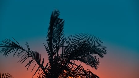 Sunset - sky, leaves, palm tree, evening