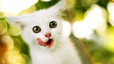 SURPRISED KITTY - image, cute, cat, kitten