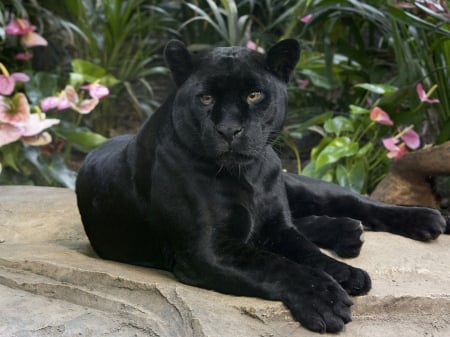 Black Panther - wild cat, jugar, animal, look, black, panther