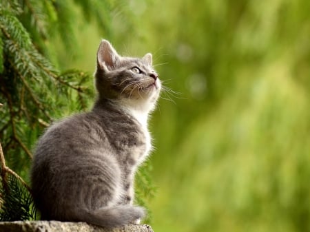 Cute Kitten - branch, animal, kitten, spruce, pane needles, cat