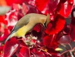 Lovely Waxwing