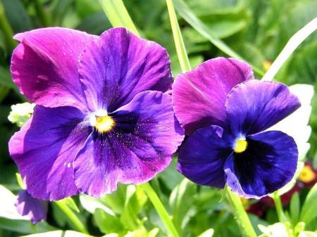 Spring Viola - flowers, viola, nature, pansy, spring, petals