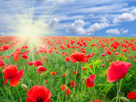 Summer Poppies Field