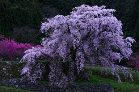 Flowering Tree - flowers, purple, tree, nature