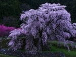 Flowering Tree