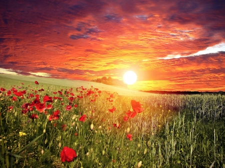 Poppies Field at Sunset - sky, sun, sunset, field, nature, clouds, red, hrass, poppies