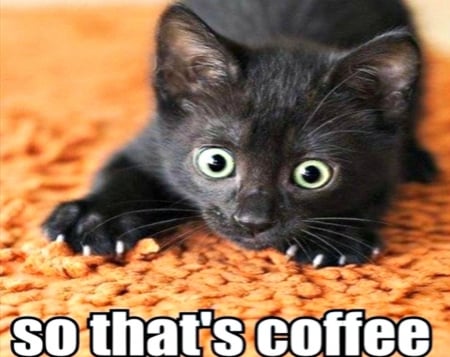 Kitten And Coffee - paws, coffee, yellow, animals, cats, eyes, black, kitten