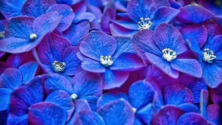 blue flowers - flower, petal, plant, blue