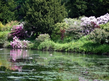 Flowers by the River