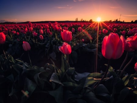 Tulips Field at Sunset - flowers, tulips, sunset, nature, field