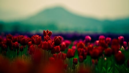 Field of tulips - red, tulips, field, hills, nature, bokha