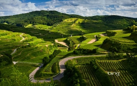 Rhine valley - nature, fields, hills, vineyards