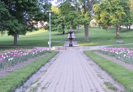 Tulips In The Park