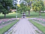 Tulips In The Park