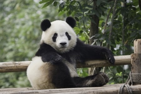 Panda bear - bear, black, white, animal, green, panda