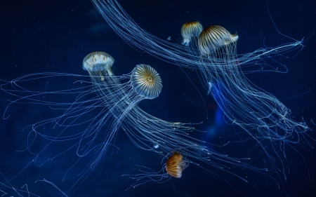 Jellyfish - jellyfish, summer, blue, underwater, orange, meduze