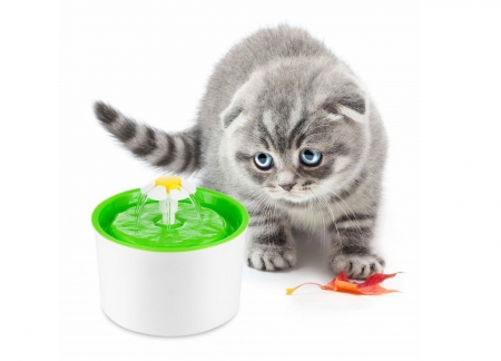 Kitten - animal, pisica, water, fountain, summer, kitten, green, cat