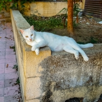 Stray Cat in Rhodes, Greece