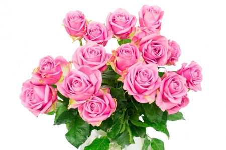 Pink Roses