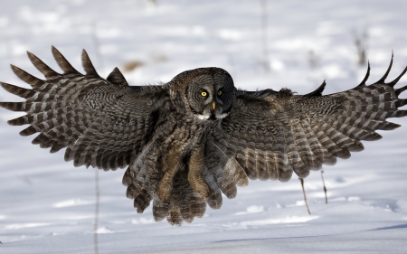 Owl Landing - snow, wings, animal, owl, birds