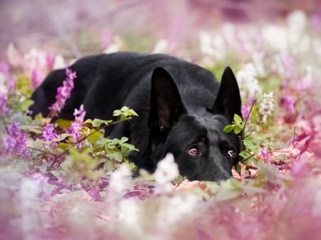 German Shepherd - flowers, bokeh, animal, shepherd, dog