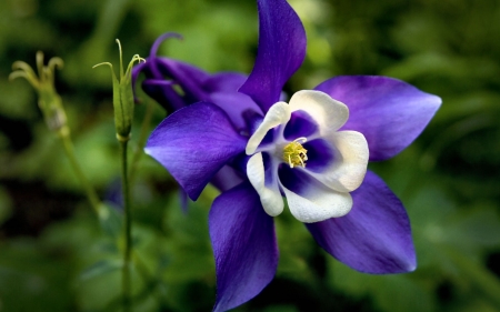 Blue Columbine FC - love, wide screen, beauty, columbine, photography, floral, beautiful, romance, photo, flower