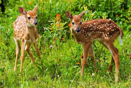 Twin Fawns - Grass, Animals, Fawns, Brown, White, Deer, Black Eyes, Twin