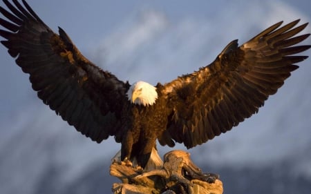 Eagle - Cloud, Wings, Birds, Feathers