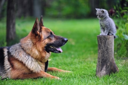 Friends - Dog, Field, grass, Cat