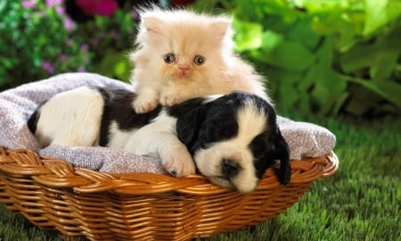 Best friends - basket, friends, puppy, kitten