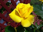 Yellow Rose