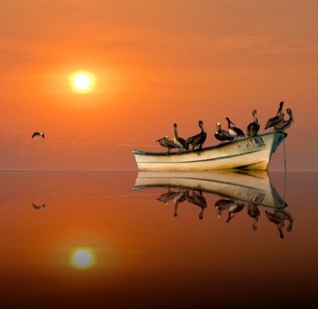 Sailing - ocean, sunset, boat, birds