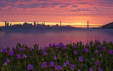 San Francisco - flowers, sunrise, San Francisco, bridge