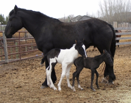 Twins - Animals, Outside, Black, Beautiful, Twins, White, Horses