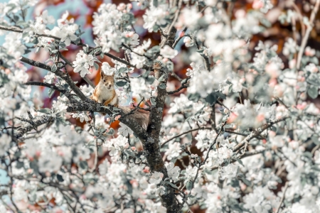 Spring - blossom, hiding, spring, flower, tree, veverita, white, animal, squirrel