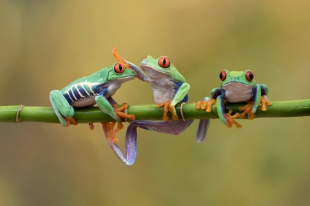 Frogs - animal, funny, frog, trio, broasca, orange, green