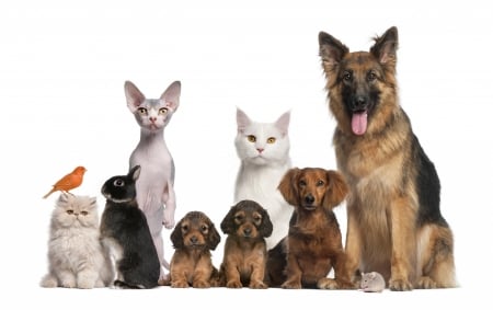 Pets - cat, puppy, pet, iepuras, pisica, bunny, pasare, bird, caine, rabbit, dog, animal, cute