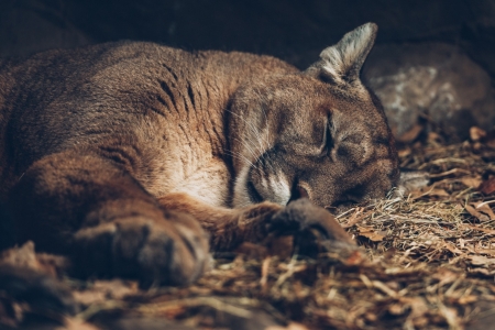 Mountain lion - animal, sleep, paw, puma, mountain lion